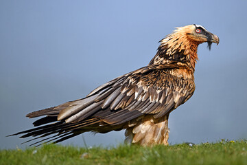 a majestic bearded vulture in spain