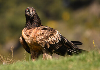 a majestic bearded vulture in spain