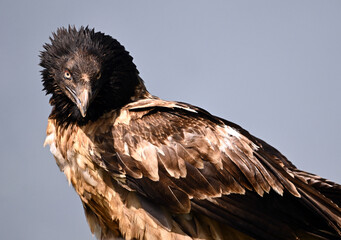 A serious bearded vulture in spain