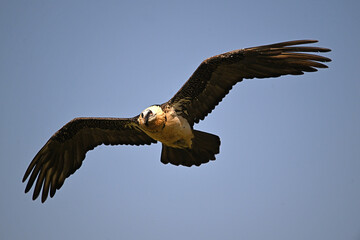 A serious bearded vulture in spain
