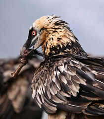 a majestic bearded vulture in the mountain on spain
