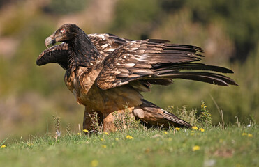 a majestic bearded vulture in the mountain on spain