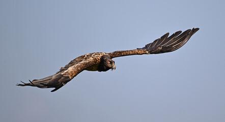 a majestic bearded vulture in spain