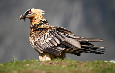 a powerful bearded vulture in spain