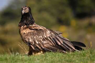 a majestic bearded vulture in the mountain on spain