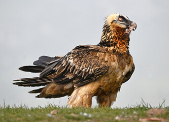a powerful bearded vulture in spain