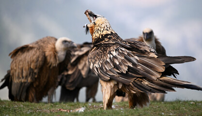 a majestic bearded vulture in the mountain on spain