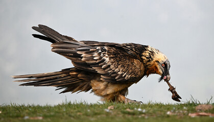 a majestic bearded vulture in the mountain on spain
