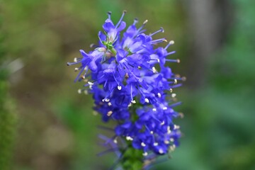 Pseudolysimachion subsessile flowers. Plantaginaceae perennial. Numerous small bluish-purple flowers bloom in long spikes in summer.