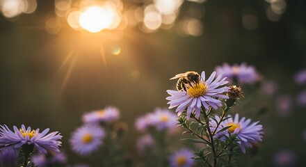 Bee on purple flower in sunlight nature photography background