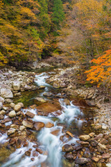 stream in autumn forest