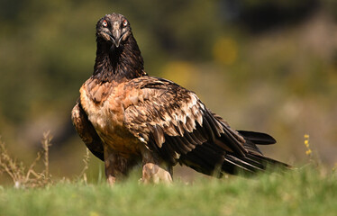 a powerful bearded vulture in spain
