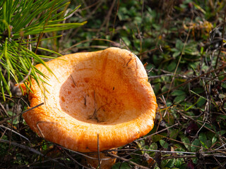 The beThe beautiful and edible saffron milk cap mushroom, Lactarius deliciosus L.
Lactarius deliciosus L.,Grows in pine, spruce and mixed forests and July to September.

