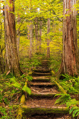 footpath in the autumn forest