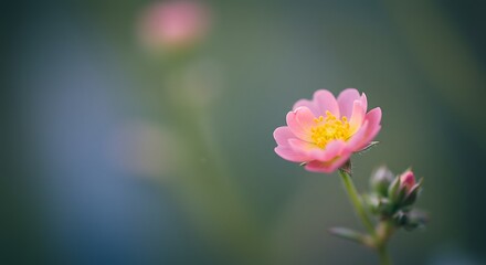 Obraz premium Close up of a delicate pink flower with yellow center and blurred green background