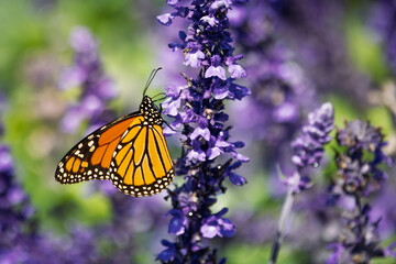 a close-up of a Monarch butterfly (Danaus plexippus) perched gracefully on a cluster of vibrant purple flowers,  natural background and bokeh