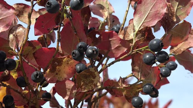 Wild organic blueberry fruit on branch during autumn harvest. Fresh natural Vaccinium corymbosum growing on a bush in the forest at fall season.