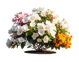 Arrangement of colorful flowers isolated on transparent background floral design