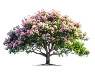 Colorful tree with transparent background for graphic design and illustration projects