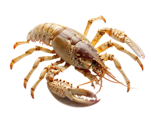 Crab illustration on transparent background for design and editorial use