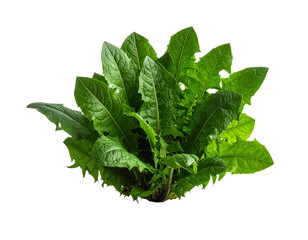 Fresh green plant illustration on transparent background