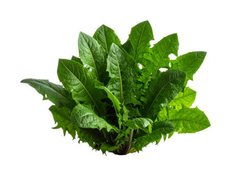 Fresh green plant illustration on transparent background