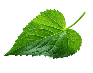 Green leaf isolated on transparent background nature concept