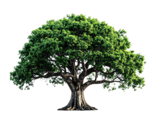 Green leafy tree illustration with transparent background for design elements and nature themes