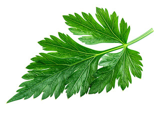 Green parsley leaf isolated on transparent background for culinary design