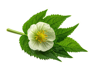 Green tea leaf with white flower illustration isolated on transparent background