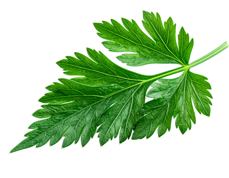 Green parsley leaf isolated on transparent background for culinary design