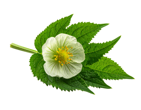 Green tea leaf with white flower illustration isolated on transparent background