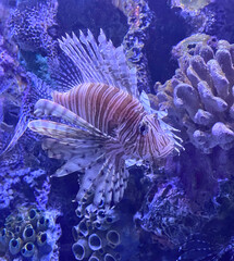 tropical fish in aquarium