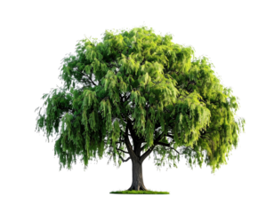 Isolated tree on transparent background for design elements and visual projects