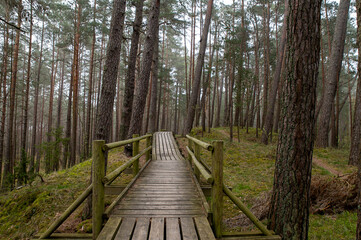Fototapeta premium Panoramic View of Pine Forest with Wooden Boardwalk in Northern Europe