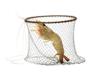 Shrimp in a net isolated on transparent background seafood illustration