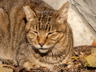 冬陽にまどろむ猫