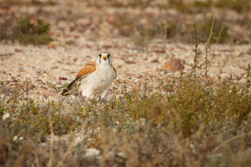 A nankeen kestrel or Australian kestrel, a small falcon bird of prey, stands, unusually,  on gravel and amongst sparse vegetation in the dry Australian outback at Yowah in Queensland, Australia.
