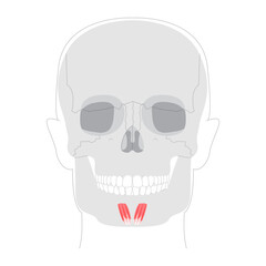 Mentalis - Human chin muscle depicted in responsible for elevating and protruding the lower lip, critical for expressions conveying doubt or displeasure, medical reference.