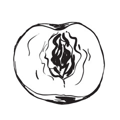 Detailed illustration displaying peach flesh and pit for study