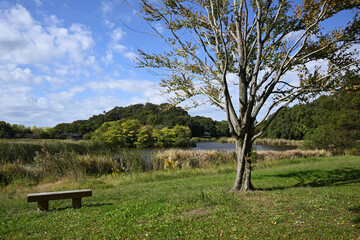 千駄堀池とベンチ、21世紀の森と広場にて、千葉県松戸市