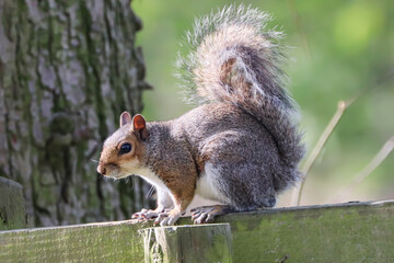 Grey Squirrel On A Wooden Fence Side On - IMG_3619