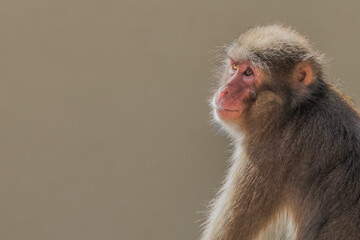 Japanese Macaque Side On At Lisbon Zoo - 241C5838