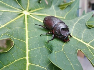 Rhinoceros beetle on papaya leaf