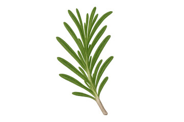 Fototapeta premium Rosemary sprig, fresh aromatic herb, cooking ingredient, seasoning for food, culinary spices with transparent background