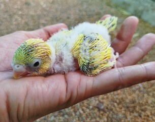 Budgie bird sitting on hand