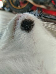 Photo of close-up cat face, cat chin 