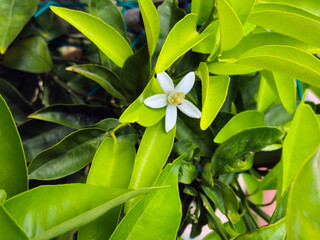 Cagliari, Sardinia, Italy, April 6, 2025. It's late spring, and the first orange blossoms are...