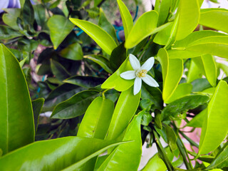 Cagliari, Sardinia, Italy, April 6, 2025. It's late spring, and the first orange blossoms are appearing among the many elongated green leaves. The flowers are small, white, and intensely fragrant.