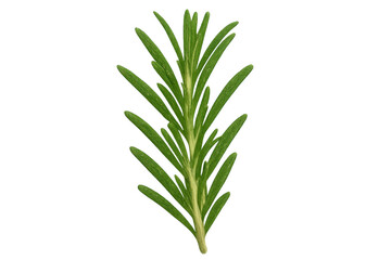 Fototapeta premium Fresh rosemary sprig with green leaves, aromatic culinary herb, cooking ingredient and seasoning, transparent background